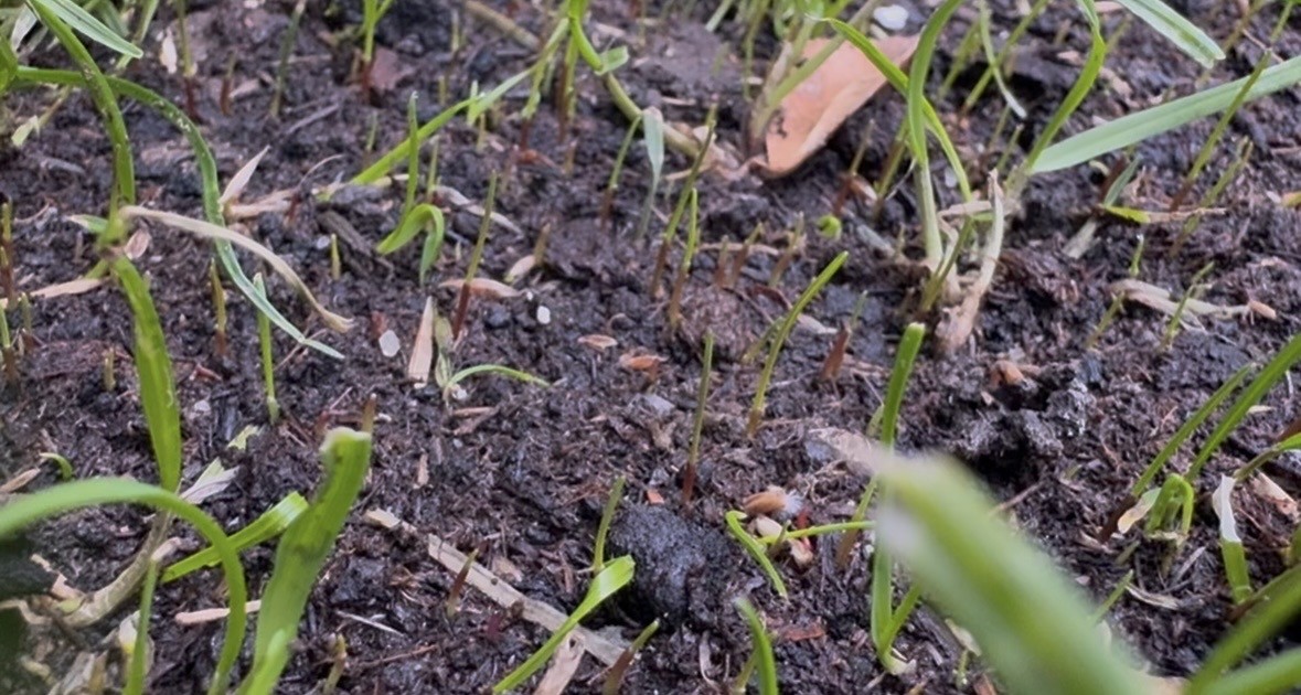 Week 2 Turfology Dark Green Lawn Seed germination